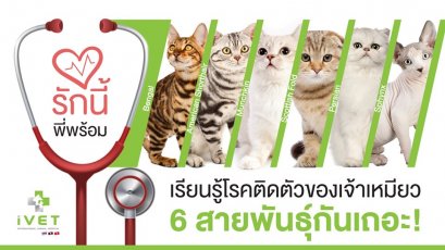 ‘รักนี้พี่พร้อม!’ เรียนรู้โรคติดตัวของเจ้าเหมียว 6 สายพันธุ์กันเถอะ!  ( ตอนที่ 2 )